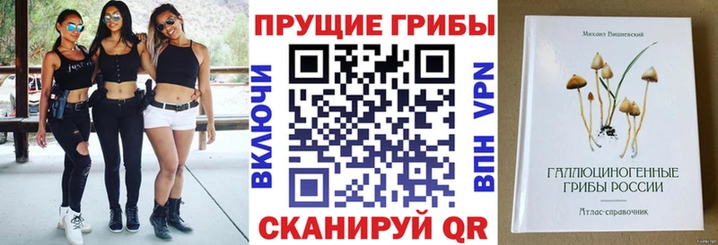 где купить наркоту  Каргополь  кракен ONION  Псилоцибиновые грибы мухоморы 